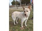 Adopt Millie a Tan/Yellow/Fawn Blue Heeler / Mixed dog in Parsons, KS (40727390)