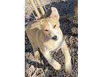 Adopt Bandit a Red/Golden/Orange/Chestnut - with White Australian Cattle Dog /