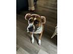 Adopt Annie a Brown/Chocolate - with White Boxer / Pit Bull Terrier / Mixed dog