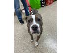 Adopt Franny a Merle American Pit Bull Terrier / Mixed Breed (Medium) / Mixed