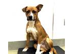 Adopt Rob Roy a Brown/Chocolate - with White Boxer / Mixed dog in Yamhill