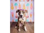 Adopt Winter a Brindle - with White Boxer dog in Littleton, CO (40726623)