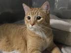 Adopt Mac a Orange or Red Tabby Domestic Shorthair (short coat) cat in Blair