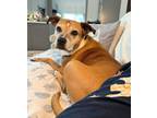 Adopt Cookie a Tan/Yellow/Fawn - with White Boxer / Mixed dog in Fort
