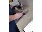 Adopt Prince a Brown Tabby Domestic Longhair (long coat) cat in York