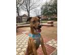 Adopt Susie a Catahoula Leopard Dog / Mixed dog in Arkadelphia, AR (40683009)