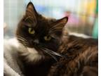 Adopt Lilly a Domestic Longhair / Mixed (long coat) cat in Blountville