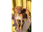 Adopt Laurel a Red/Golden/Orange/Chestnut - with White Vizsla / Mixed dog in