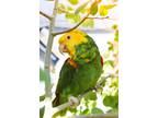 Adopt Juanita a Amazon bird in Elizabeth, CO (38708513)