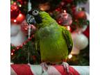 Adopt Dinger a Conure bird in Elizabeth, CO (38850662)