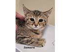 Adopt Samara a Domestic Shorthair / Mixed (short coat) cat in Cedar Rapids