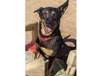 Adopt Wilma a Brown/Chocolate - with Black German Shepherd Dog / Beauceron /