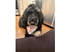 Adopt RAVEN a Black - with Tan, Yellow or Fawn Poodle (Standard) / Golden