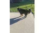 Adopt SABRE a Bernese Mountain Dog / Mixed dog in Burlington, NC (40570576)