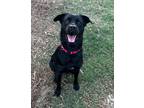 Adopt Deacon a Labrador Retriever / Australian Kelpie / Mixed dog in Houston