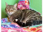 Adopt Phoebe Gorgeous Girl! a Brown Tabby Domestic Shorthair (short coat) cat in