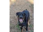 Adopt Sophia a Rottweiler / Mixed dog in Houston, TX (40724725)