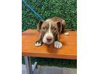 Adopt 55069776 a Brown/Chocolate Boxer / Mixed dog in El Paso, TX (40688164)