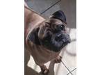 Adopt Packo a Brown/Chocolate - with Black Pug / Mixed dog in San Diego