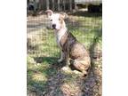Adopt Lexxi a Brindle - with White Pit Bull Terrier dog in Shreveport