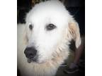 Adopt Ellie 2 a White Great Pyrenees / Mixed dog in Shreveport, LA (40724654)
