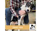Adopt Vee a Tricolor (Tan/Brown & Black & White) Border Collie / Mixed dog in