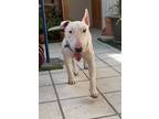 Adopt Spud a Bull Terrier / Mixed dog in Heber, UT (40724537)