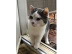 Adopt Ringo a Gray, Blue or Silver Tabby Domestic Shorthair (short coat) cat in