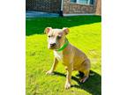 Adopt Timy a Tan/Yellow/Fawn Pit Bull Terrier / Mixed dog in Pattison