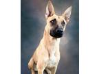 Adopt Kelly a Black Mouth Cur / German Shepherd Dog / Mixed dog in Huntsville