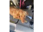 Adopt Mandy a Brown/Chocolate Border Terrier / Mixed dog in El Paso