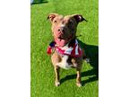 Adopt Chaka a Tan/Yellow/Fawn - with White American Staffordshire Terrier /