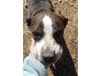 Adopt MayDay a Black - with White Great Dane / Terrier (Unknown Type