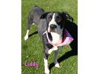 Adopt Liddy a Black Mixed Breed (Small) / Mixed Breed (Medium) / Mixed (short