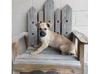 Adopt Timber a Tan/Yellow/Fawn - with Black German Shepherd Dog / Mixed dog in