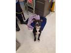 Adopt Macey a Black - with White Border Terrier / American Pit Bull Terrier /
