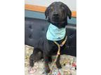 Adopt Tiger Lily a Black Mixed Breed (Small) / Mixed Breed (Medium) / Mixed