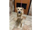 Adopt Precious a Labrador Retriever / Shepherd (Unknown Type) dog in Dawson