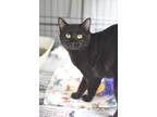 Adopt Cattail a All Black Domestic Shorthair / Mixed Breed (Medium) / Mixed