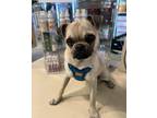 Adopt Boba a Tan/Yellow/Fawn Pug / Mixed dog in Los Angeles, CA (40719567)