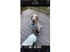 Adopt Jax a Gray/Blue/Silver/Salt & Pepper Poodle (Standard) / Mixed dog in