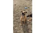 Adopt Piper a Red/Golden/Orange/Chestnut - with Black Mixed Breed (Medium) /