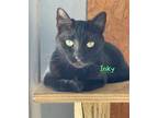 Adopt Inky a Black (Mostly) American Shorthair (short coat) cat in Lakeland