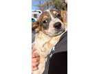 Adopt Piglet a Red/Golden/Orange/Chestnut - with White Australian Cattle Dog /