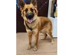Adopt Lux a Gray/Blue/Silver/Salt & Pepper Belgian Malinois / German Shepherd