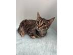 Adopt Joyce a Brown Tabby Domestic Shorthair / Mixed Breed (Medium) / Mixed