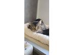 Adopt Zazoo a Brown Tabby Domestic Shorthair / Mixed Breed (Medium) / Mixed