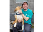 Adopt Dale a Brown/Chocolate Boxer / Mixed Breed (Medium) / Mixed (short coat)