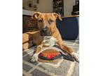 Adopt Marty - courtesy post a Tan/Yellow/Fawn - with White Pit Bull Terrier /