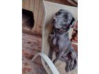 Adopt Grace a Gray/Blue/Silver/Salt & Pepper Weimaraner / Labrador Retriever /